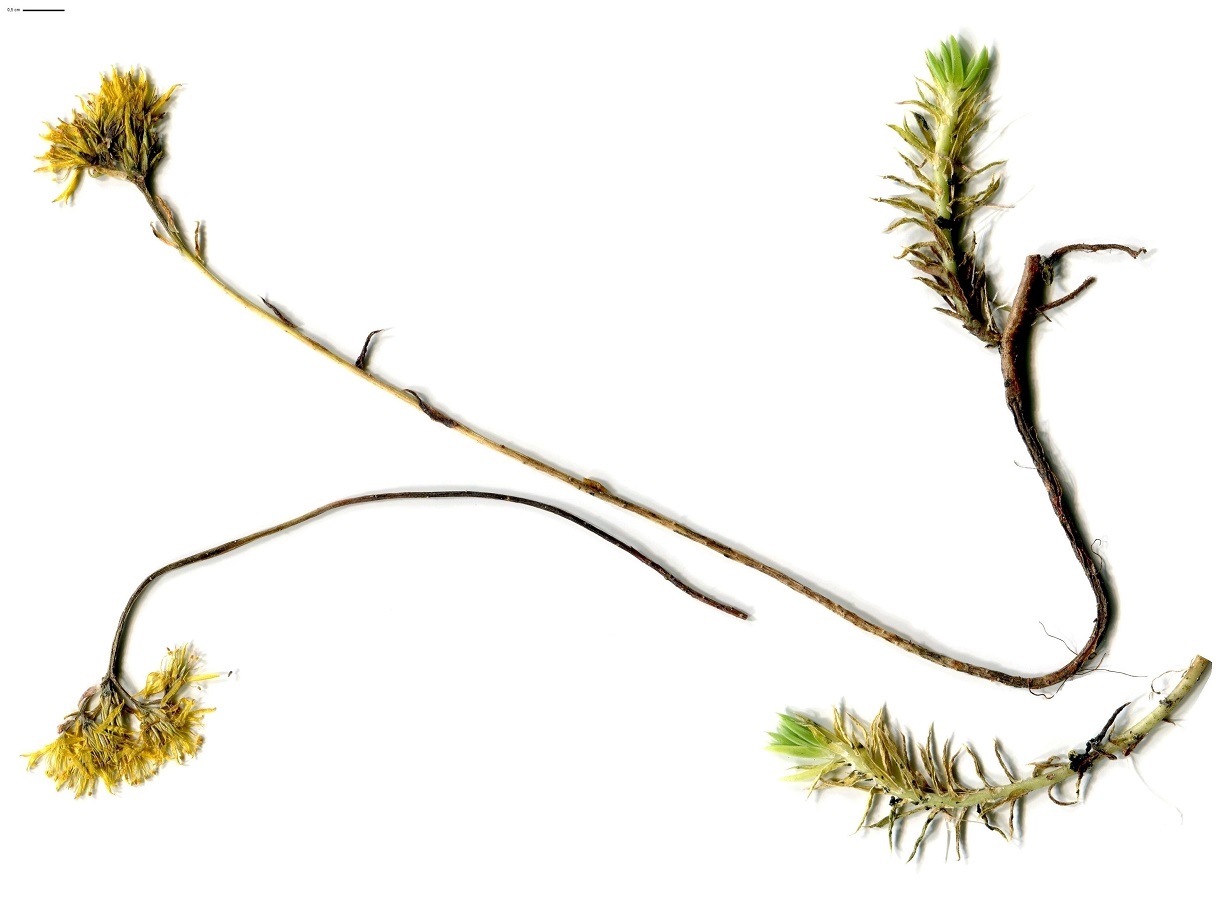Sedum rupestre (Crassulaceae)